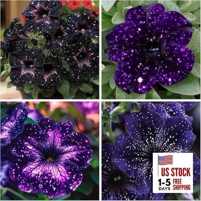 400+ Rare Night Sky Petunia Seeds Petunia Flowers Seeds for Planting Garden 