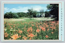 A Field of Lilies on a Farm in Pennsylvania, Scenic View, Vintage Postcard