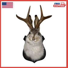 Jackalope Mount, Jackalope Taxidermy, Animal Head Wall Decor, Deer Head Wall Mou