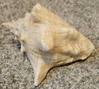 Sea Shell Conch Horn Real 7"x5" Home Decor — photo 2