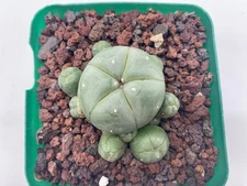 Ariocarpus Caespitosa 9 Offsets Own Roots 2.2 Inch Wide Not Astrophytum Aztekium