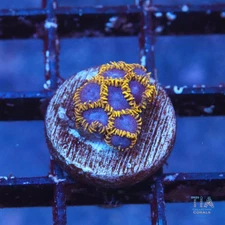 WWC Blue Angels zoanthids - NOT WYSIWG | Live Softies Coral | Aquacultured