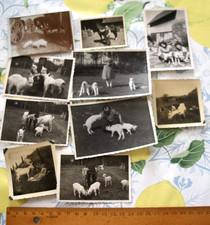 10 piece photos lot horse pig goats from 1918 Preinbesy? AW