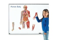 Learning Resources Double-sided Magnetic Human Body Set, New