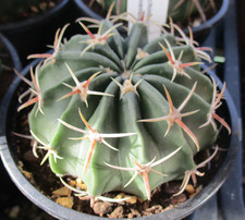 ECHINOCACTUS TEXENSIS - stunning thick spines.