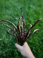 Thunder Cacho Brown Extra Long Pepper Seeds - Organic Non-GMO Pepper Seeds