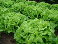 1000+ Oakleaf Leaf Lettuce Seeds ---- Heirloom -- Organic -- NON GMO ----- Fresh