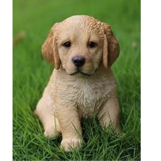 ebay golden retriever puppies for sale