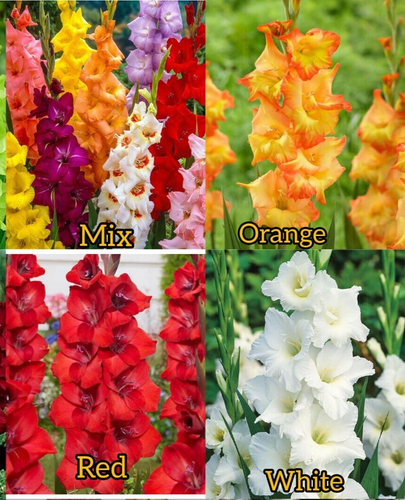 Gladiolus Flower Bulbs 10 Mix Colors Florist Bouquet Gladioli Sword Lily Plants - Picture 6 of 9