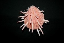'Regal' Thorny Oyster Muschel (D)