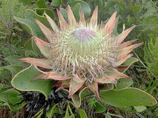 Protea cynaroides | King Protea | Honeypot | King Sugar Bush | 5 Seeds