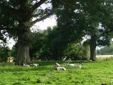 Photo 6x4 Field by the River Redlake, Bucknell Bedstone  c2009