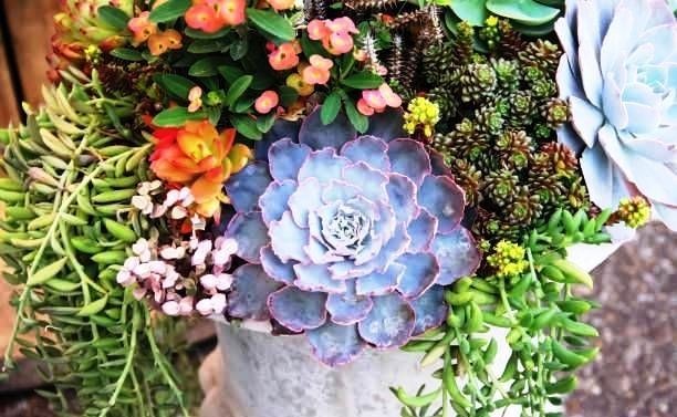 Succulentes XL et graines vivaces de fleurs résistantes au gel pour massifs durables