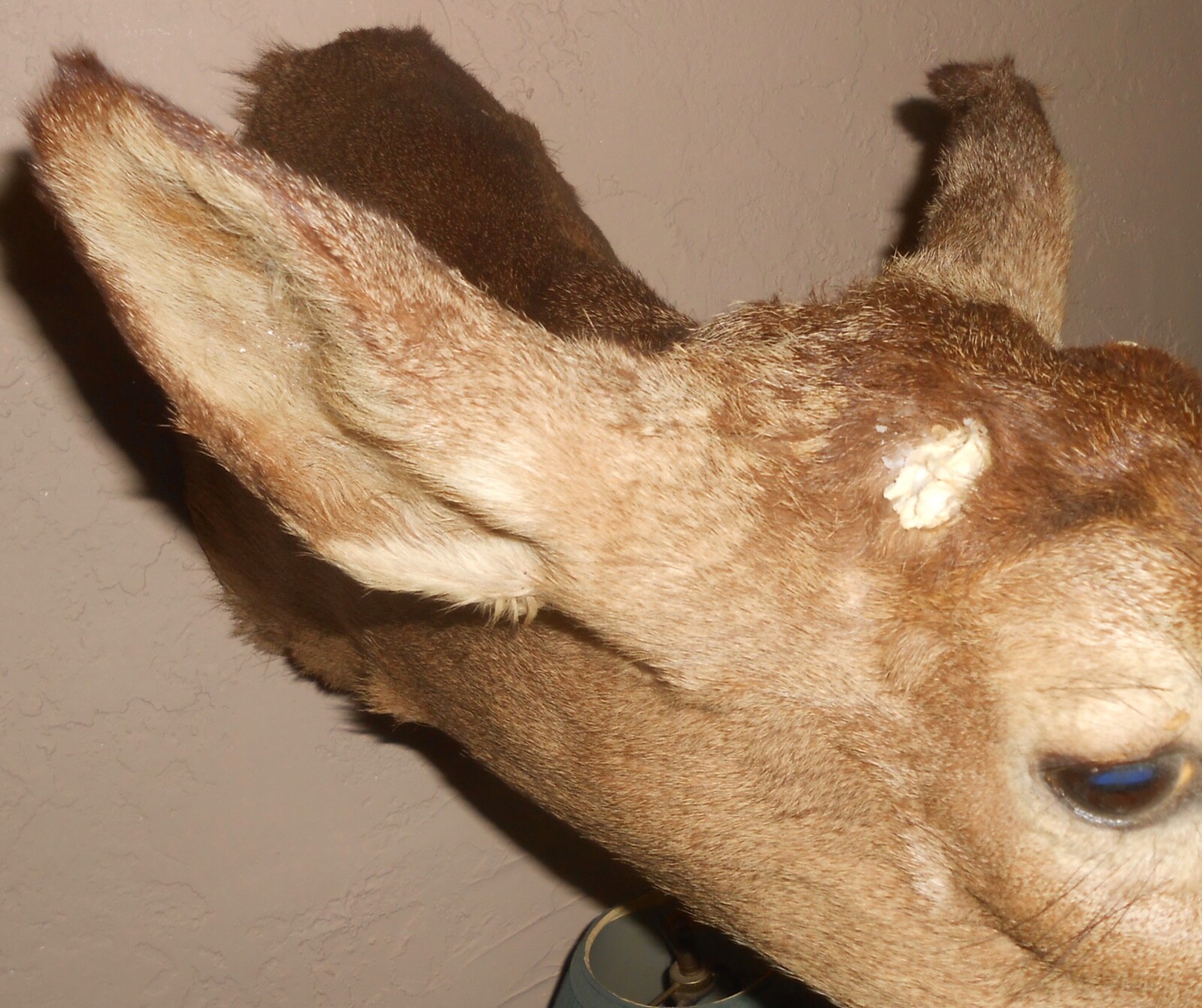 Whitetail deer taxidermy antlerless shoulder mount
