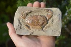 AMAZING RARE FOSSIL CRAB FROM JAVA, INDONESIA , BEST VALUE  ANYWHERE! #10