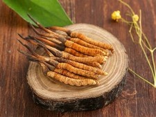 Cordyceps sinensis Caterpillar Fungus Dry Grain Mycelium Worldwide Delivery 87