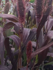 25 Seeds RED JEWEL MILLET Setaria Italica Ornamental Grass