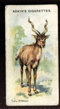 Tobacco Card, Adkin, WILD ANIMALS OF THE WORLD, 1923, Kudu Antelope