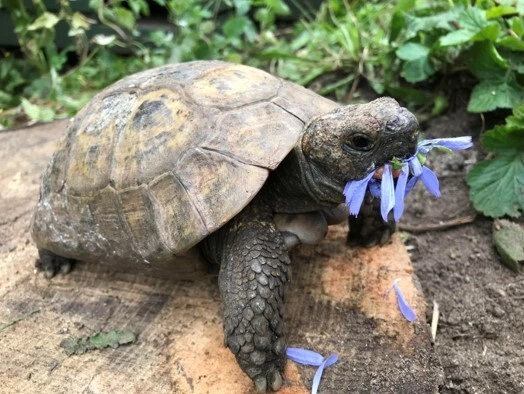 TORTOISECLUB 2 large bag Tortoise food mix - Grow your own! tortoise mix seeds - grow guide