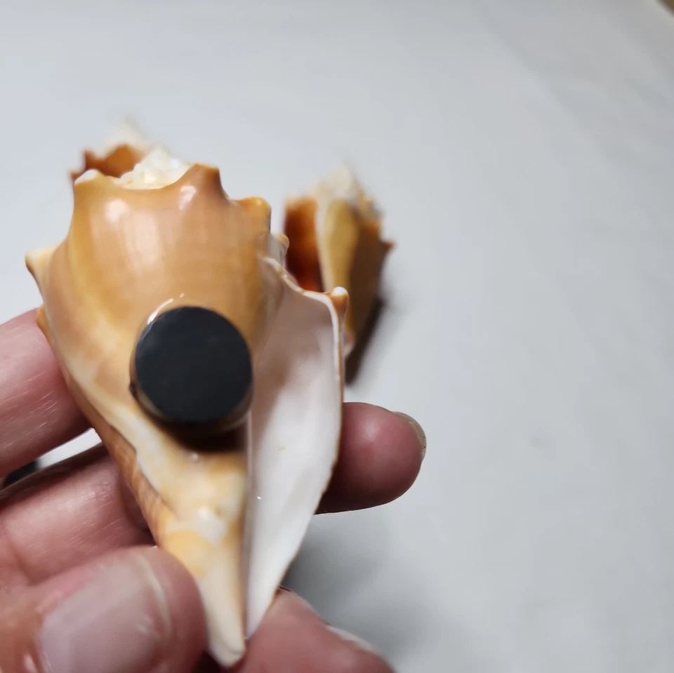 handmade seashell magnets Fighting Conch Shells from Southwest Florida - Image 4 of 4