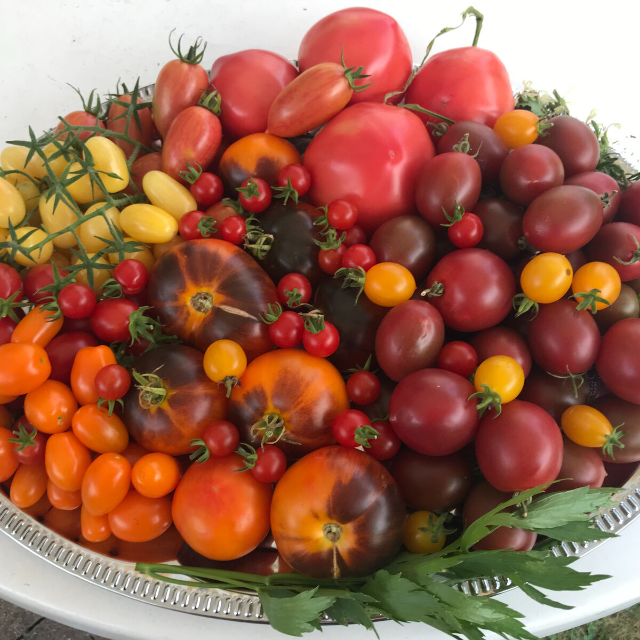 Frisches Saatgut Ernte 2024!