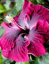 🌺🌺 MADAGASCAR hibiscus MOSCHEUTOS mallow Malvaceae STARTER Live PLANT US ship