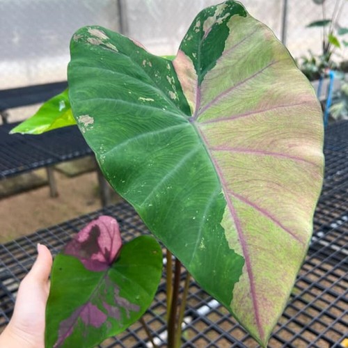 Colocasia Live Bulb Phetphusa Tuber New Hybrid Free Phytosanitary Certificate - Picture 23 of 24