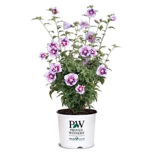 2 Gal. Purple Pillar Rose Of Sharon (Hibiscus) Plant With Purple Flowers-14762