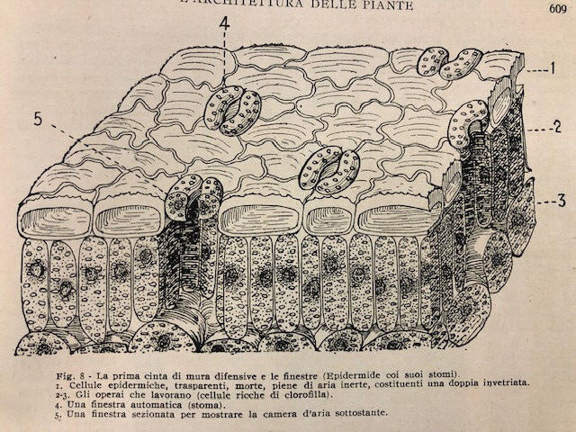 Vintage 1924 Plant Structures Photo and Drawing Print Set - 9 Pages  