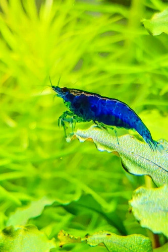 10x GAMBA NEOCARIDINA BLUE VELVET, para acuario, pecera de agua dulce y caliente