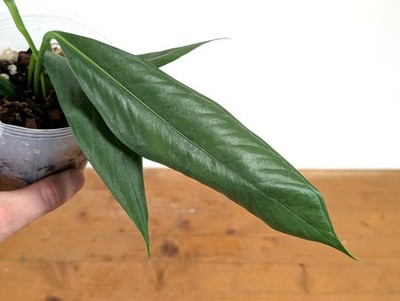tropical indoor house plants Tropical Trio Houseplants with Planter - Large (24-36" tall) Top Half Mustard Planters