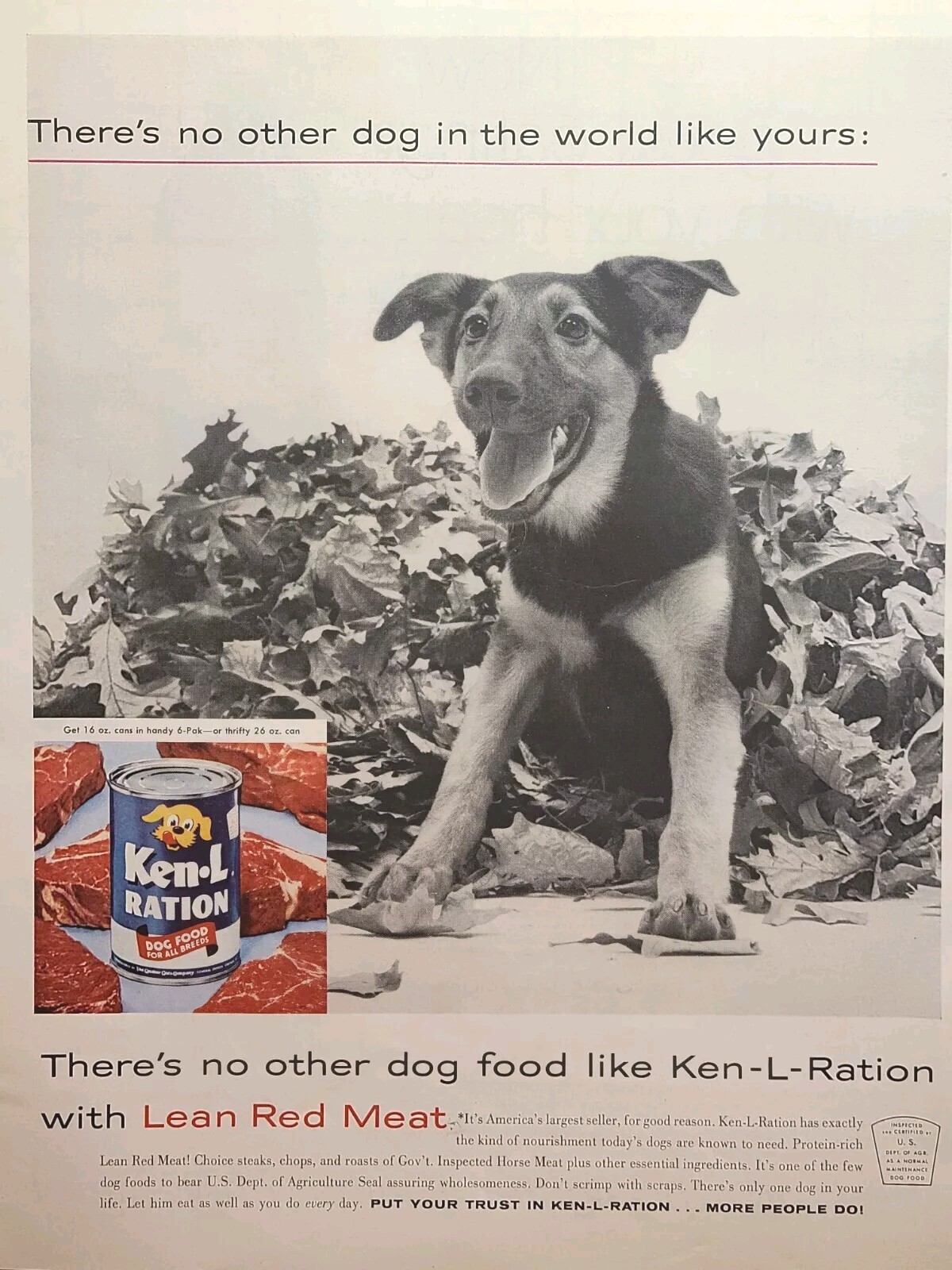 Can Horse Meat German Shepherd Puppy Vintage Print Ad 1959