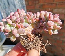Echeveria Pink Jenny Cristata Unique Succulents 5cm width UK