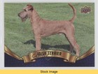 2018 Upper Deck Canine Collection Blue Irish Terrier #129 Read 0kr6