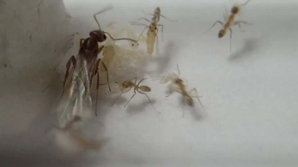 Colonia de hormigas Dorymyrmex Bureni (colonia inicial) ¡Mensaje para más detalles! Dorado! Foto 4 de 4