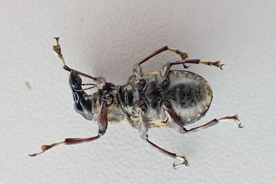 j23062. Insects, Anthribidae sp. Vietnam North | eBay