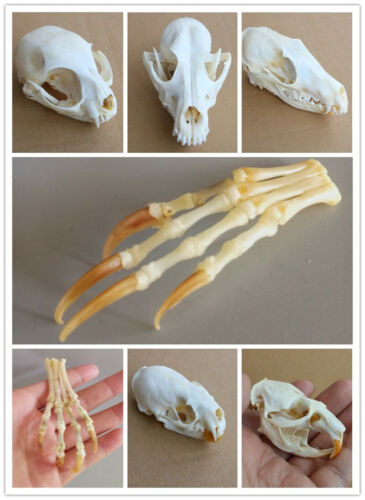 1pcs real Animal beast Skull specimen Collectibles Study Unusual Halloween - Afbeelding 1 van 15
