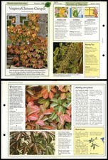 Virginia/Chinese Creeper #81 WindowBoxes Success With House Plants Fold-Out Card
