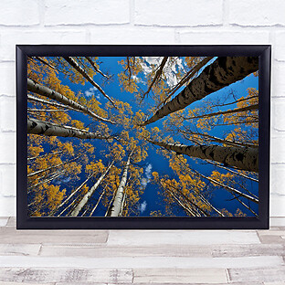 Aspen's Fall Tree Bäume Perspektive Himmel Luft Fluchtpunkt Espe Wandkunstdruck