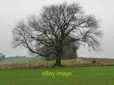 Photo 6x4 Tree on a field boundary, north of Dunsa Manor West Layton Just c2017