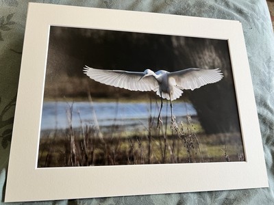 Mounted Print Spreading Your Wings Countryside Calendar Feb 2023 14x11 Inches