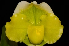 Paphiopedilum (Sorcerer's Prime x Hsinying Gold) #3, in bud