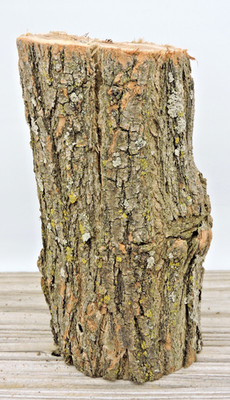 6'' Black Locust Wood Stick Log Chunk 3 1/4''D Live Edge Raw Lumber Craft