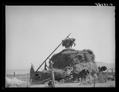Photo:Box Elder County Utah 1940 Mormon hay stacker haymaking horses