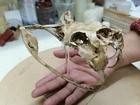 Gabon Viper Skull 1/1 Scale Replica