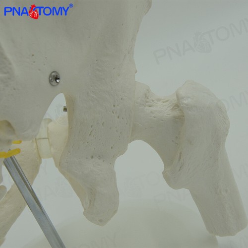 1:1 Male pelvis and femur with two lumbar vertebrae model Medical teaching model - Picture 4 of 5