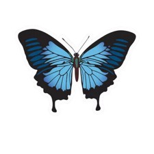 Papilo Ulysses Butterfly Sticker Decal