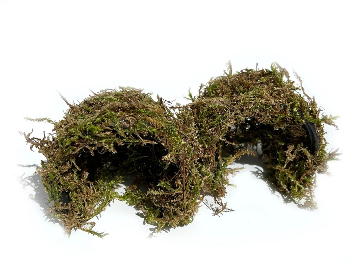 Pet Snail Starter Kit + 2 Live Garden Land Snails Helix Aspersa +