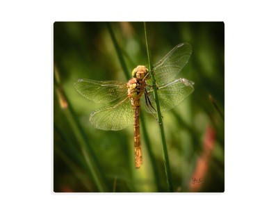 Wandbild Leinwandbild Libelle Gelb Tier Sommer Makro Original 40 x 40 cm