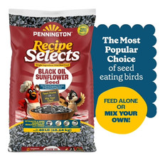 40 lb Black Oil Sunflower Seeds Wild Bird Food - High Protein No Mess Bulk Bag
